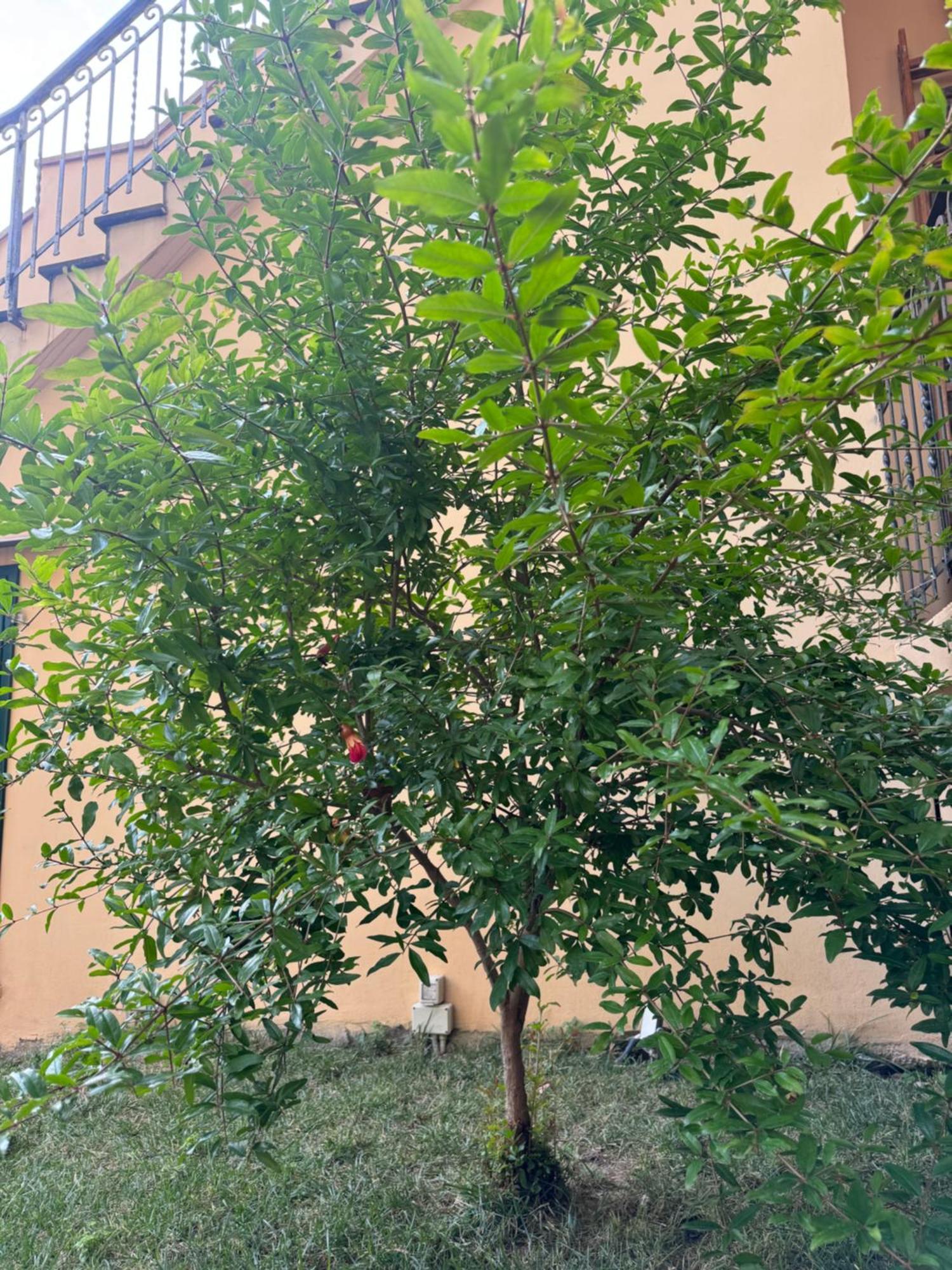 佛罗伦萨La Casa Di Grace公寓 外观 照片